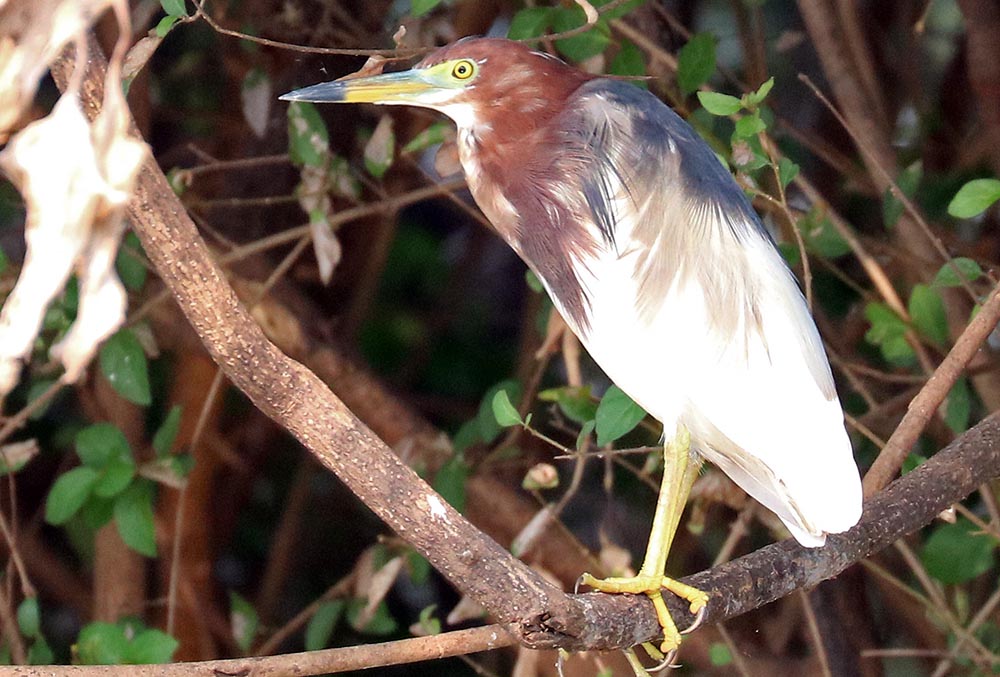 prek-toal-heron-pond-chinese