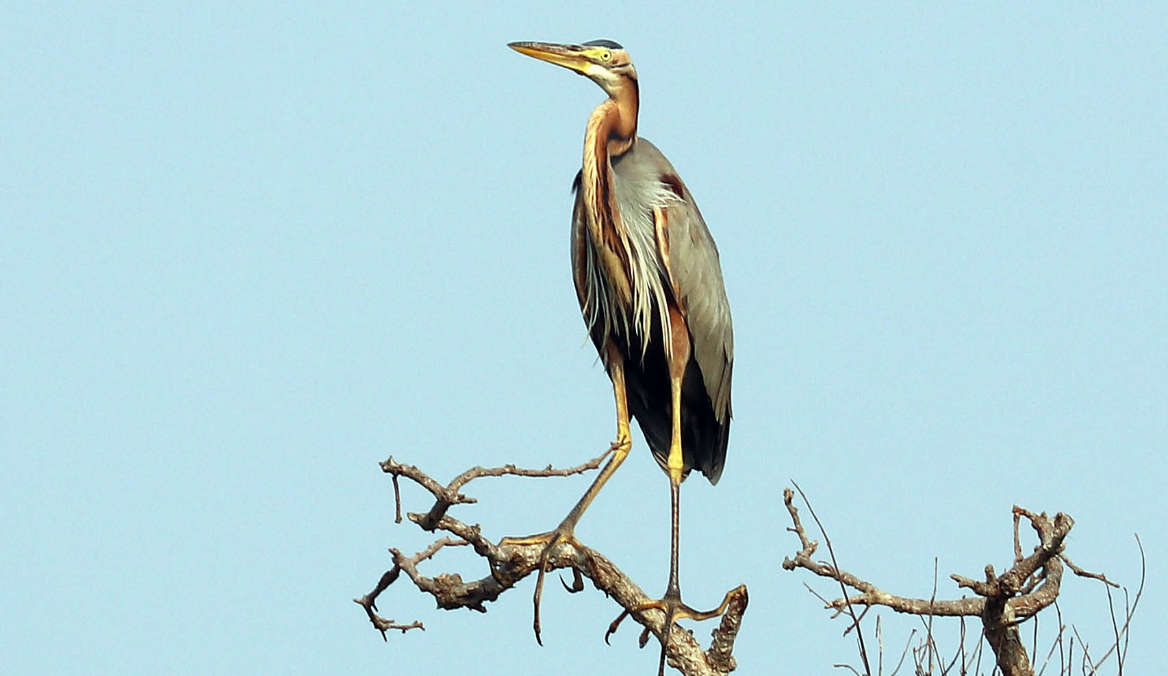 prek-toal-heron-purple