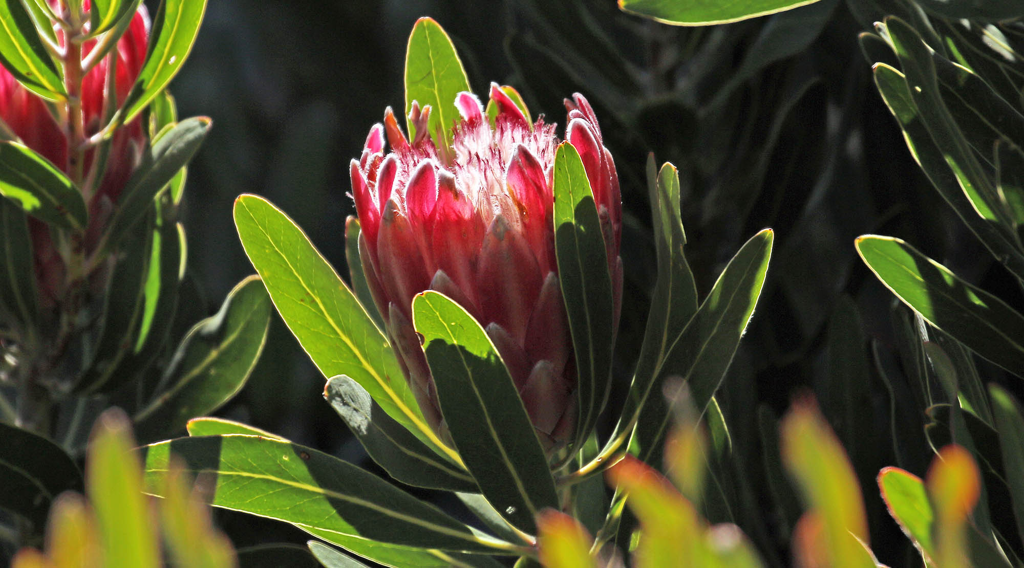 protea-neriifolia-avian-leisure