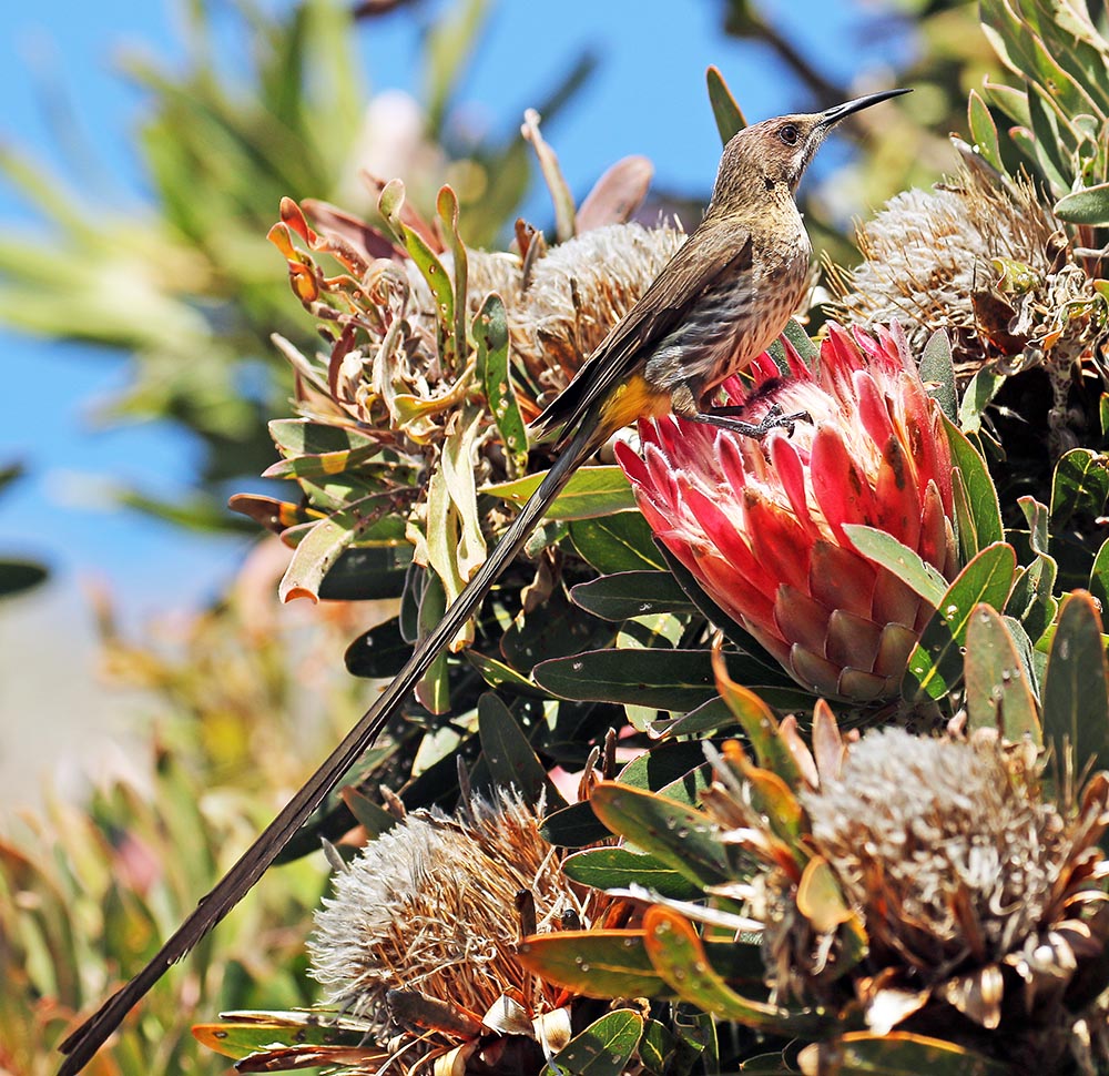 protea-avian