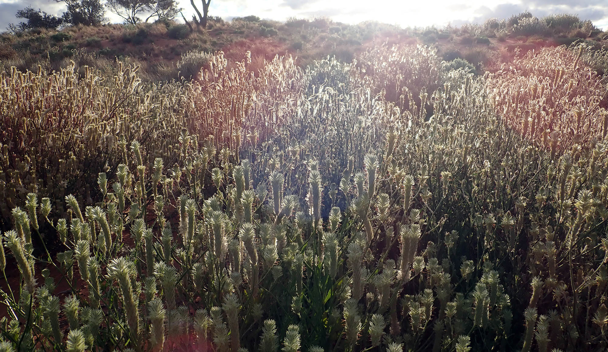 ptilotus-field