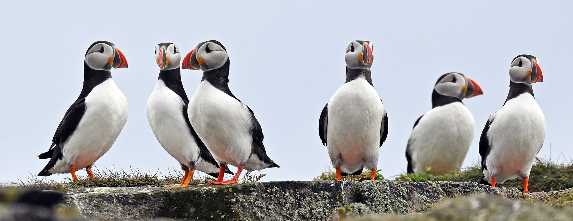 puffin-line-2026-6-7-isle-of-may-DSC_7184 puffin-line-2026-6-7-isle-of-may-DSC_7184