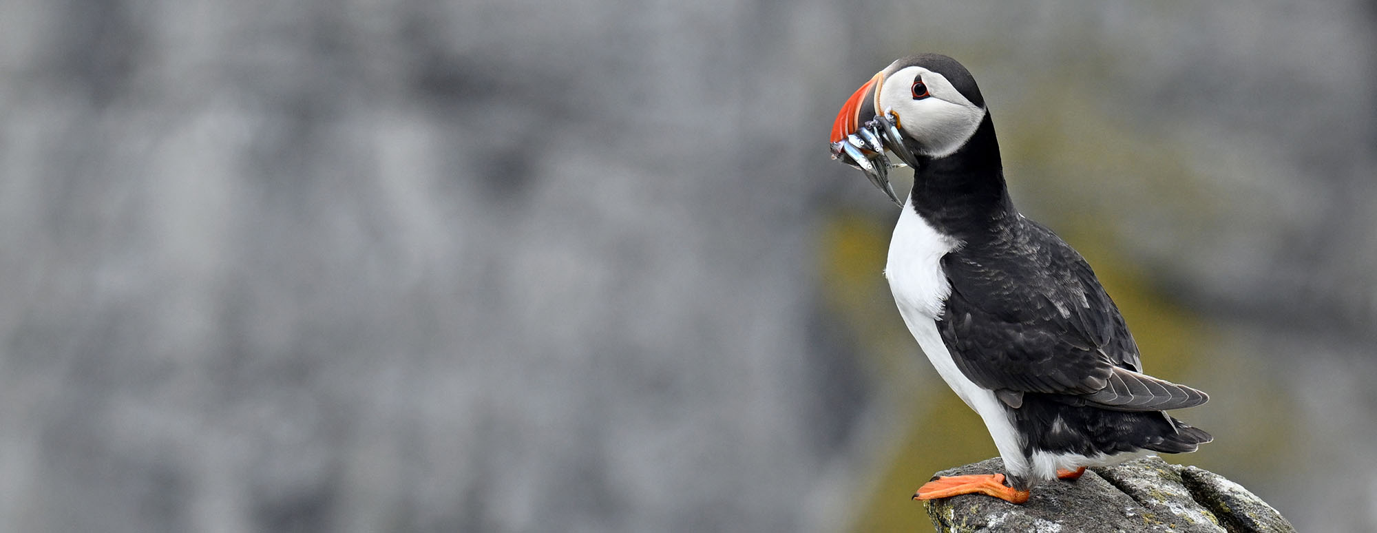 puffin-with-fish-2026-6-7-isle-of-may-DSC_7135