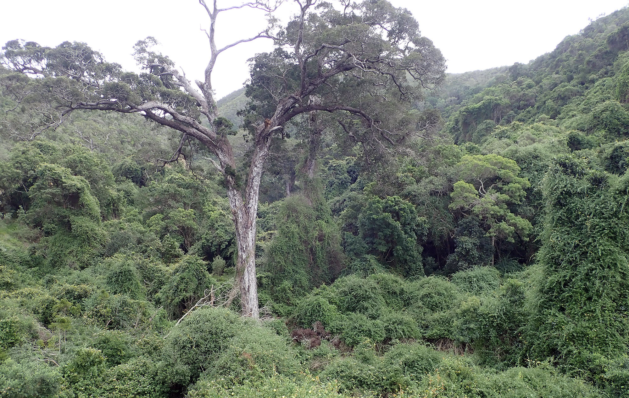 rainforest-temperate-natures-valley