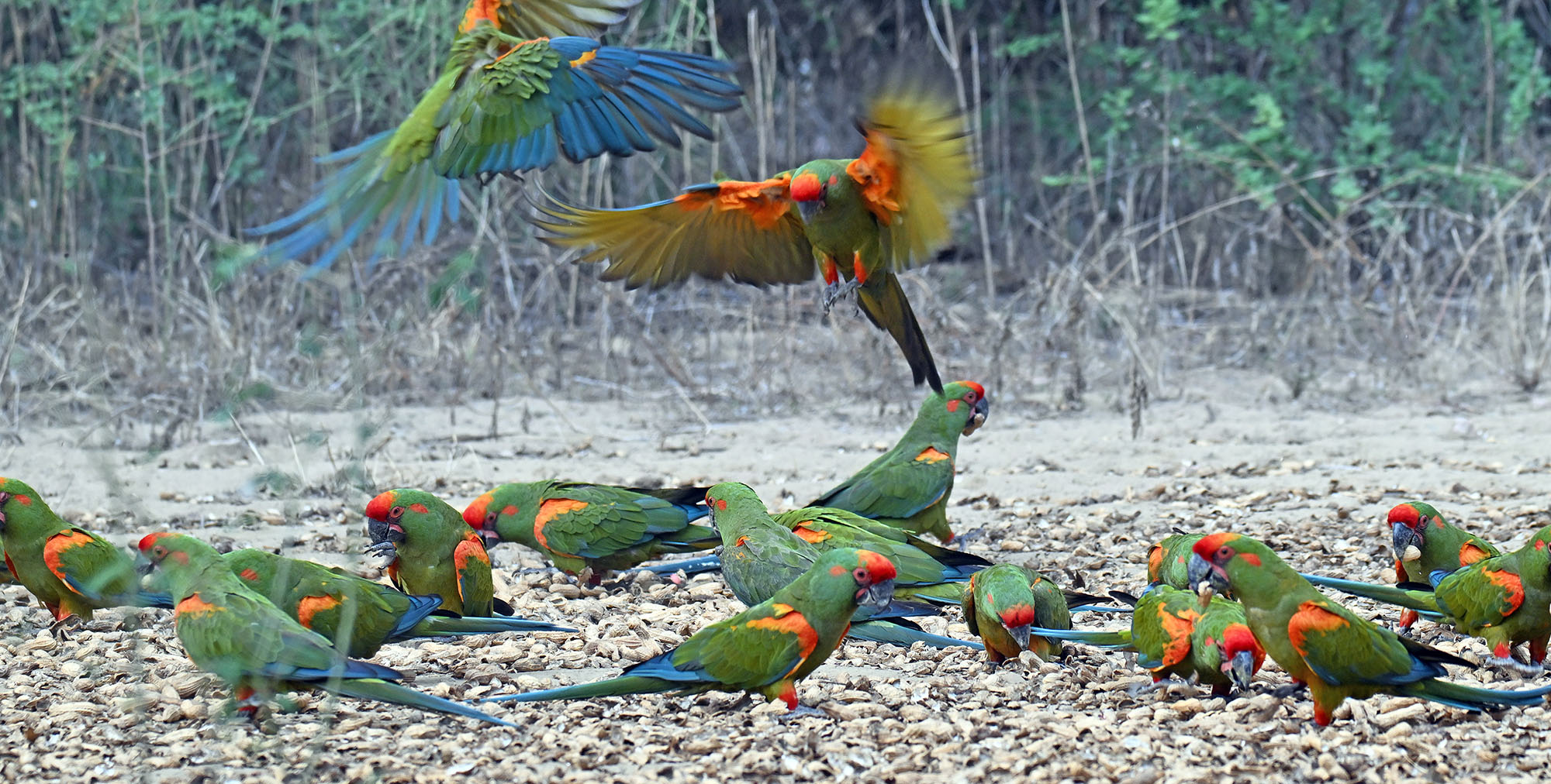 red-fronted-macaw-eating-peanuts red-fronted-macaw-eating-peanuts