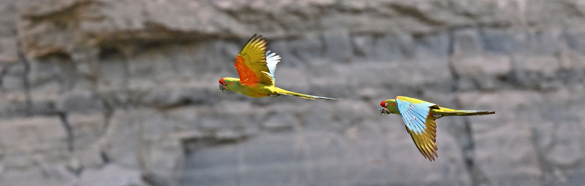 red-fronted-macaws-flight-