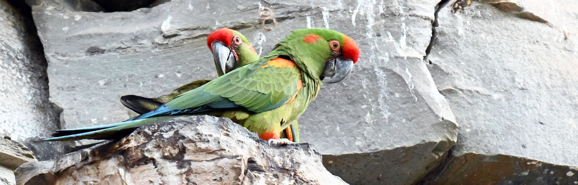 red-fronted-macaw-in-cliffs-