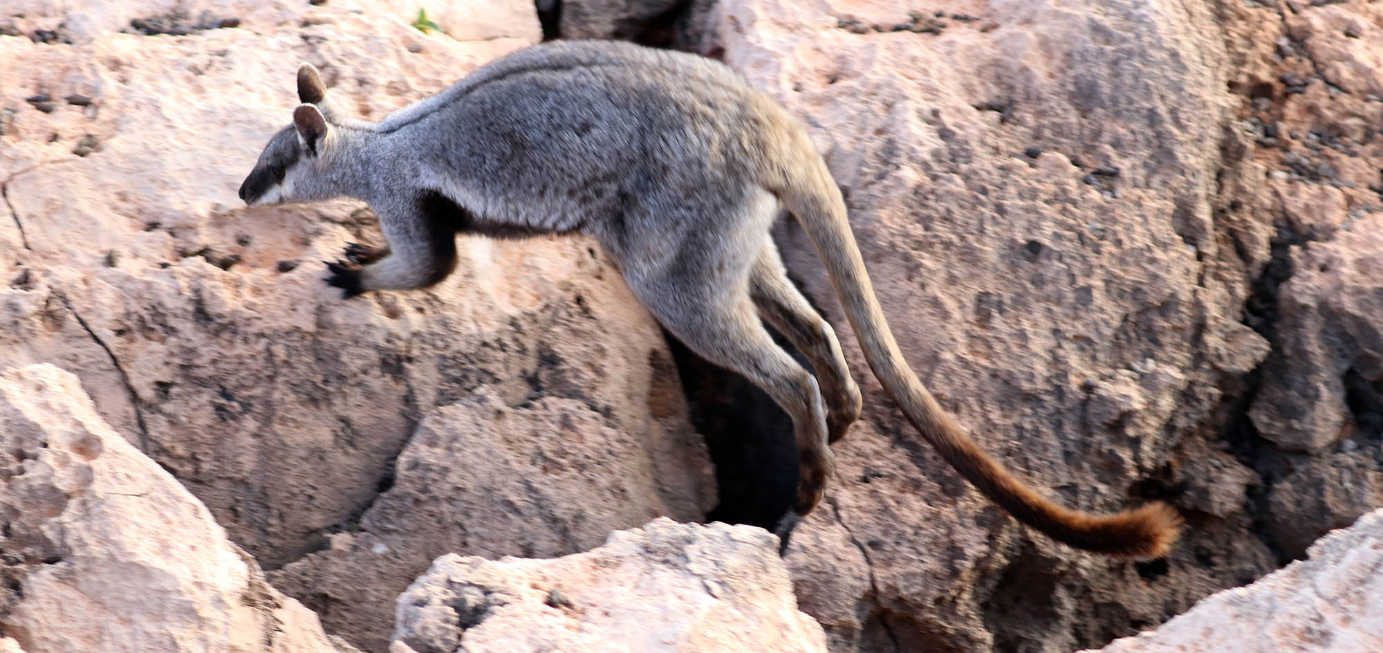 rock-wallaby-leaping-cape-range