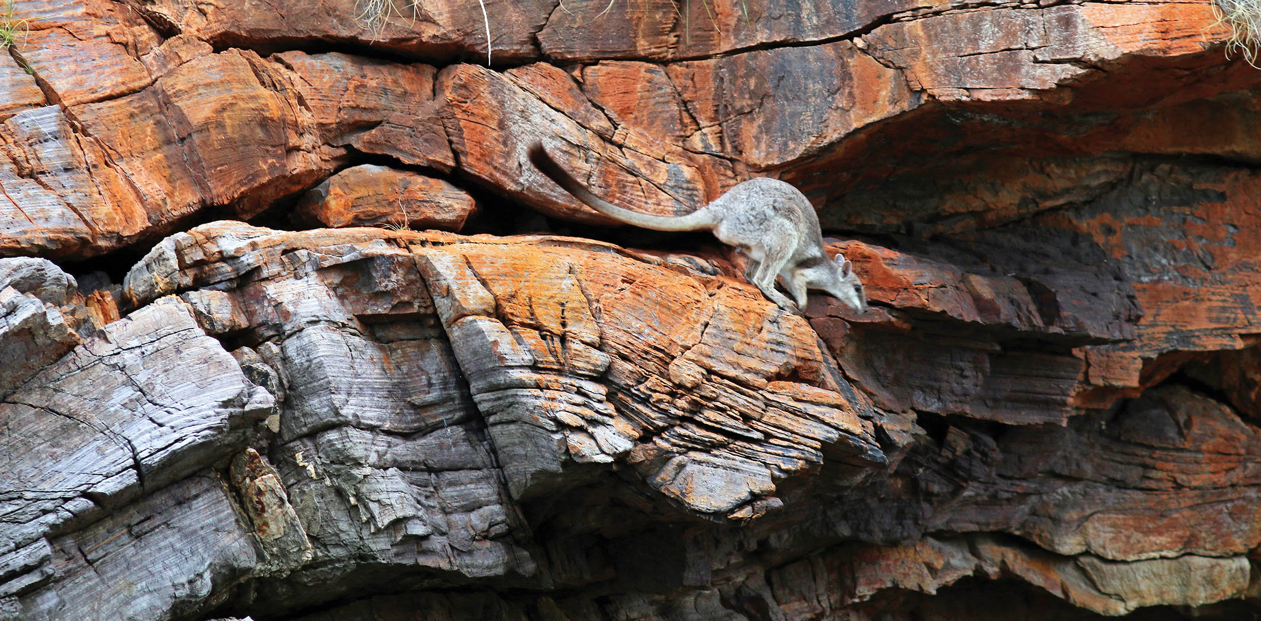 wallaby-rock-leap-talbot-1