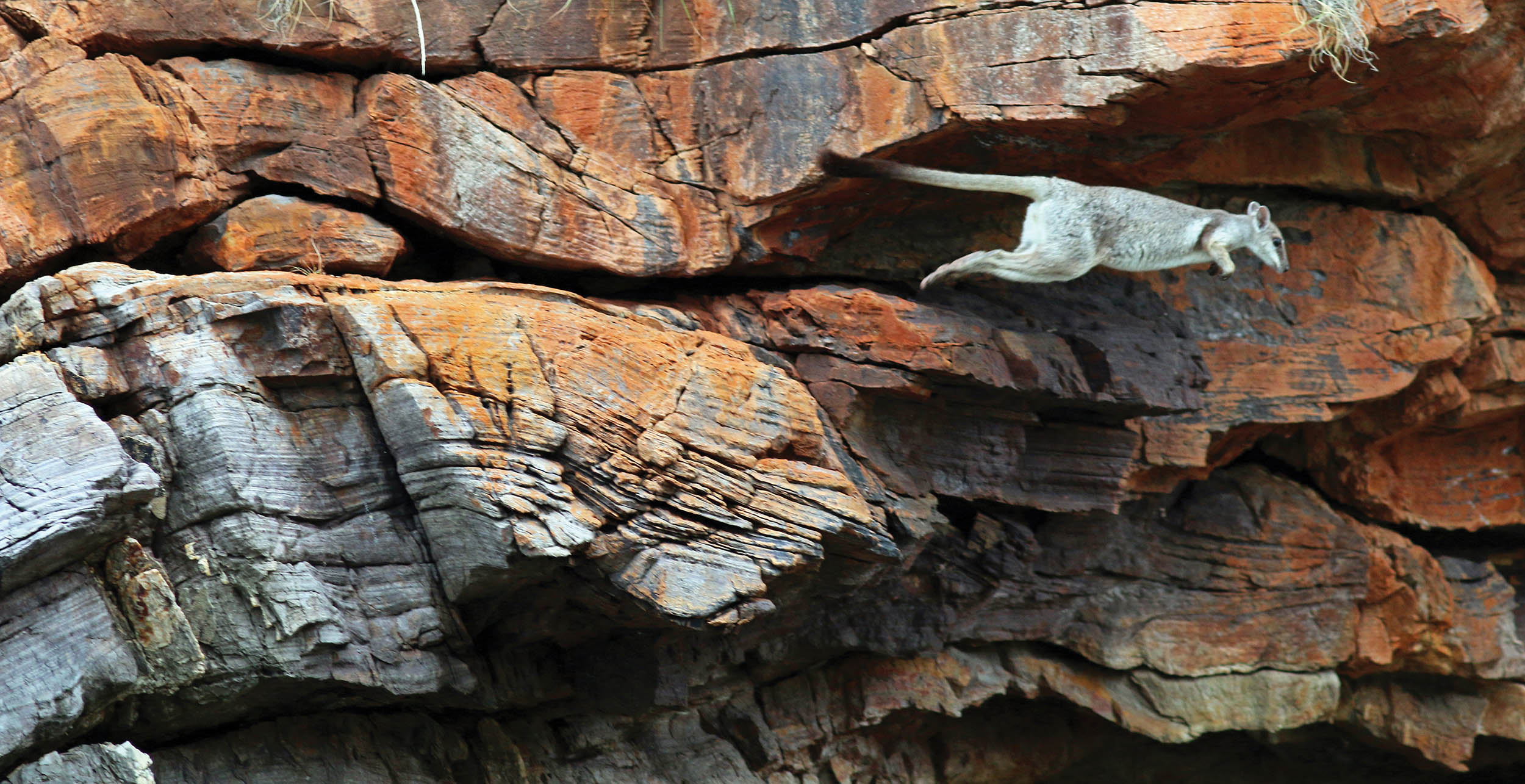 wallaby-rock-leap-talbot-2