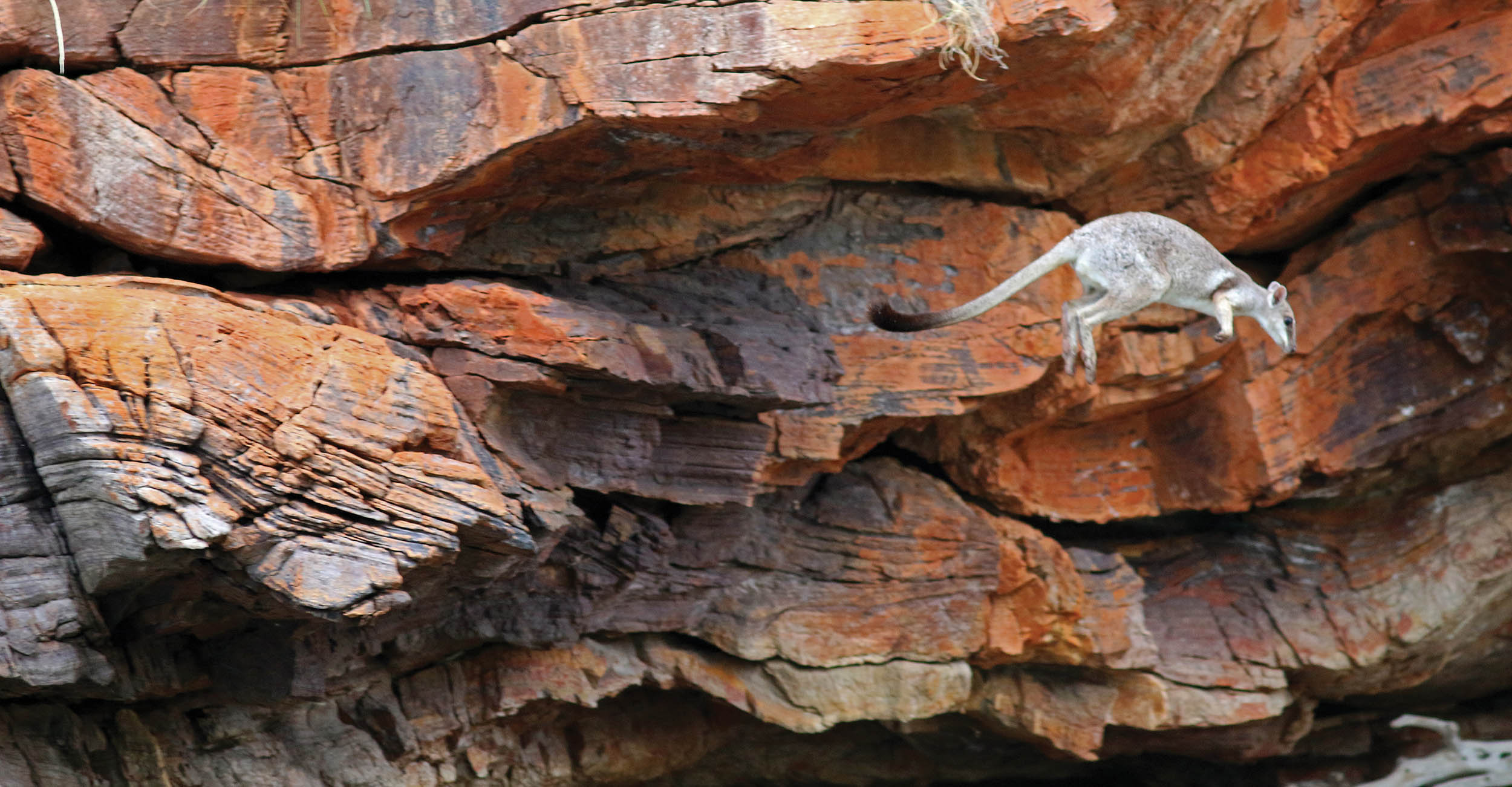 wallaby-rock-leap-talbot-3