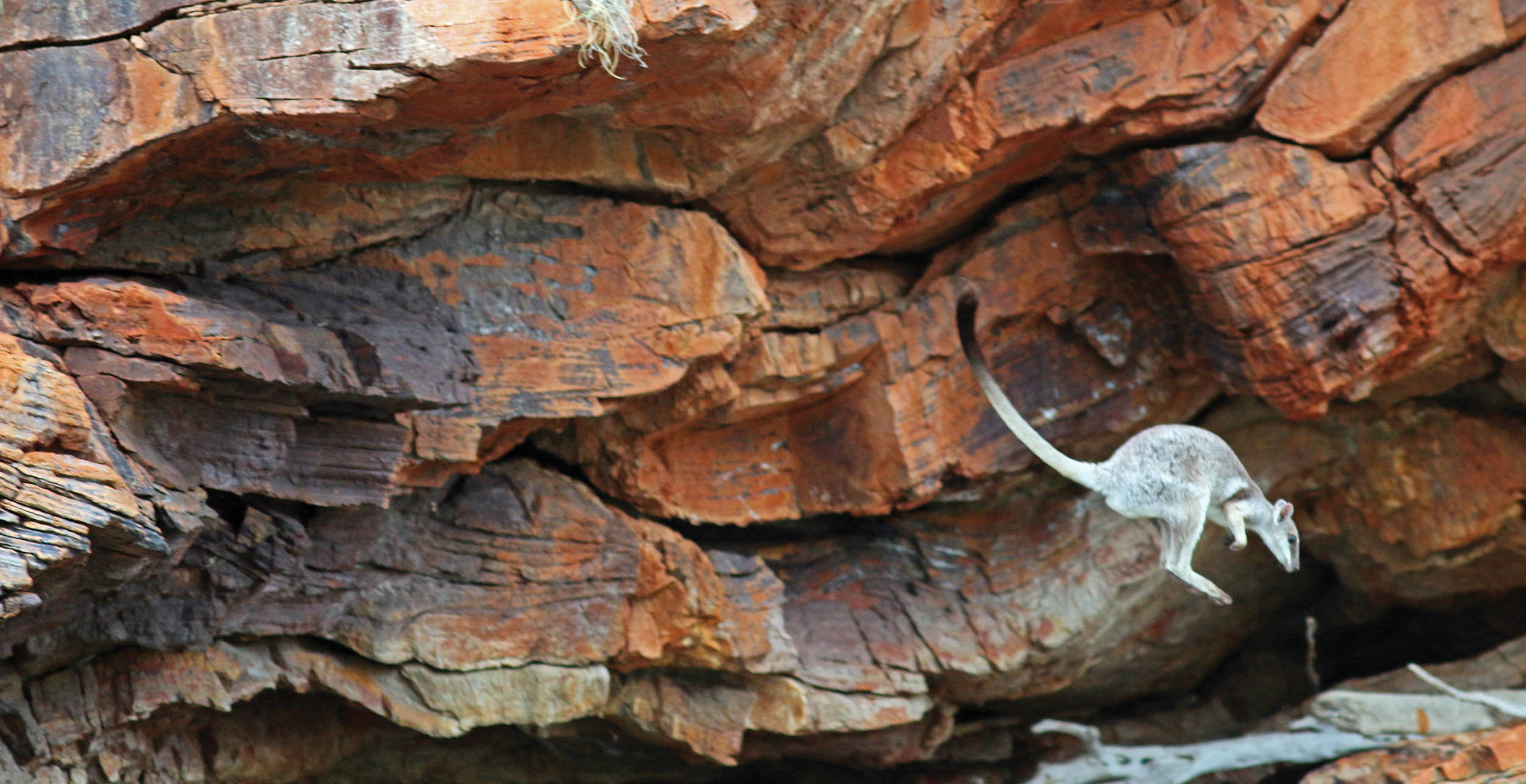 wallaby-rock-leap-talbot-4