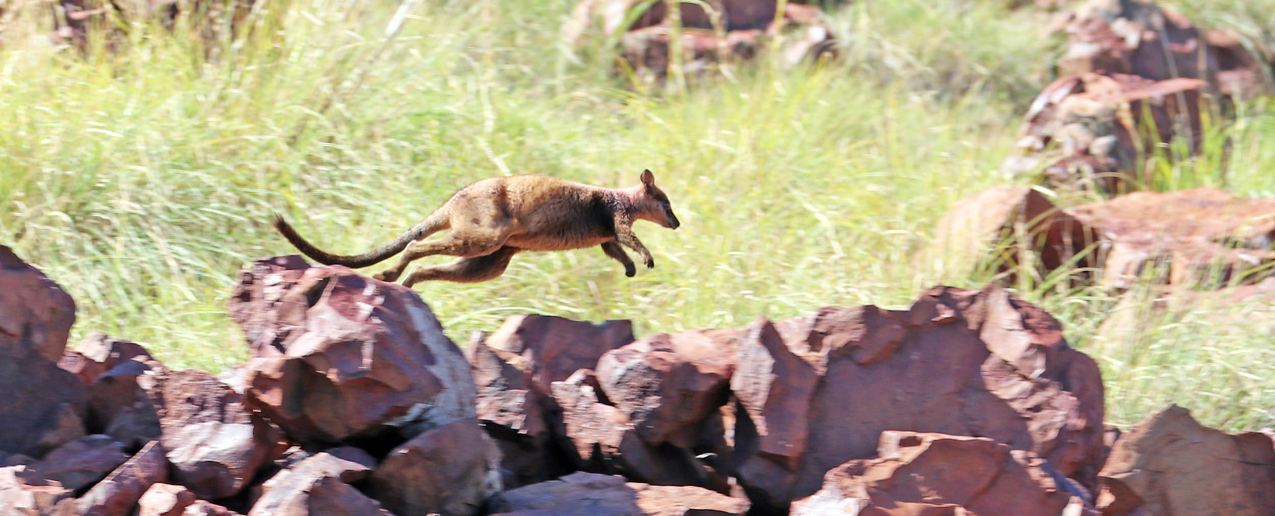 rock-wallaby-rothschilds-leaping
