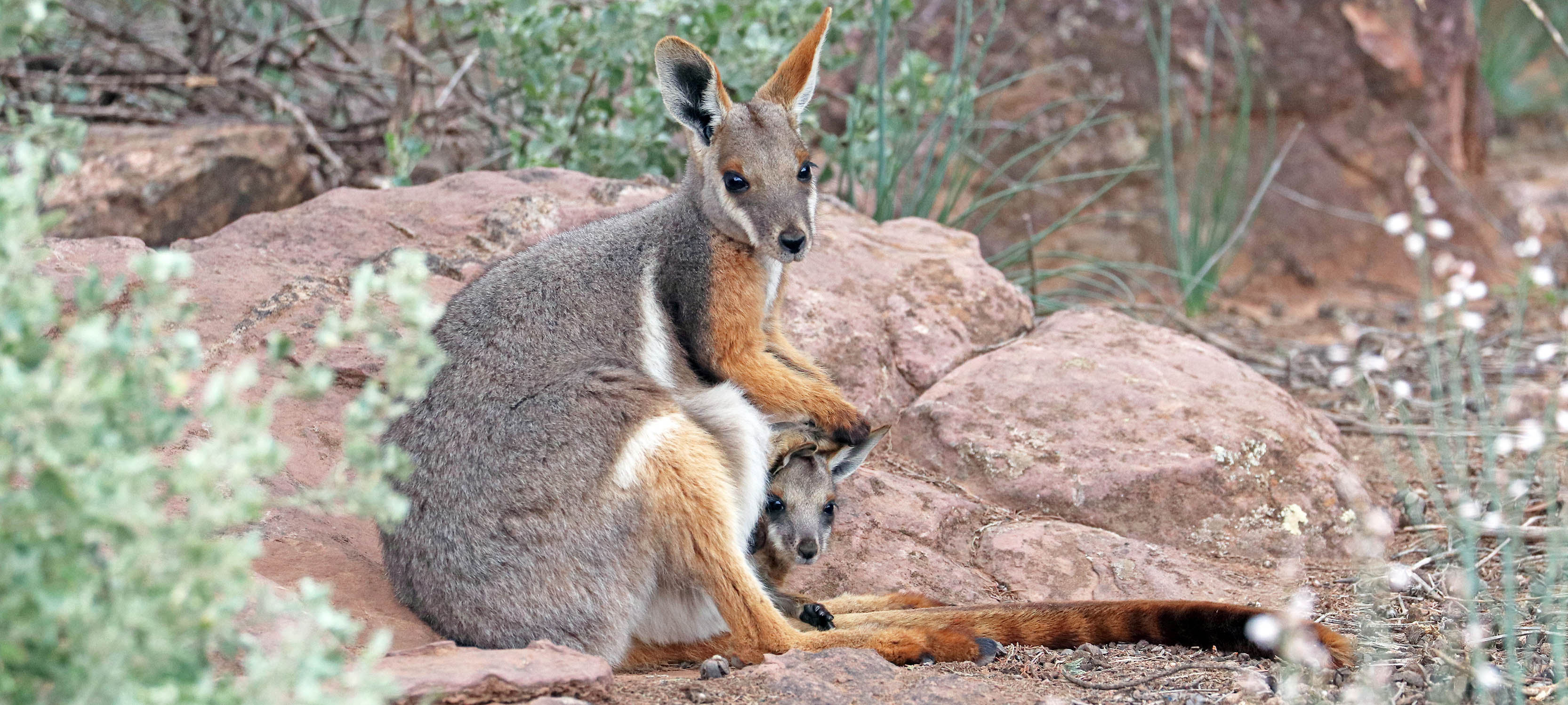 rock-wallaby-yellow-footed- rock-wallaby-yellow-footed-