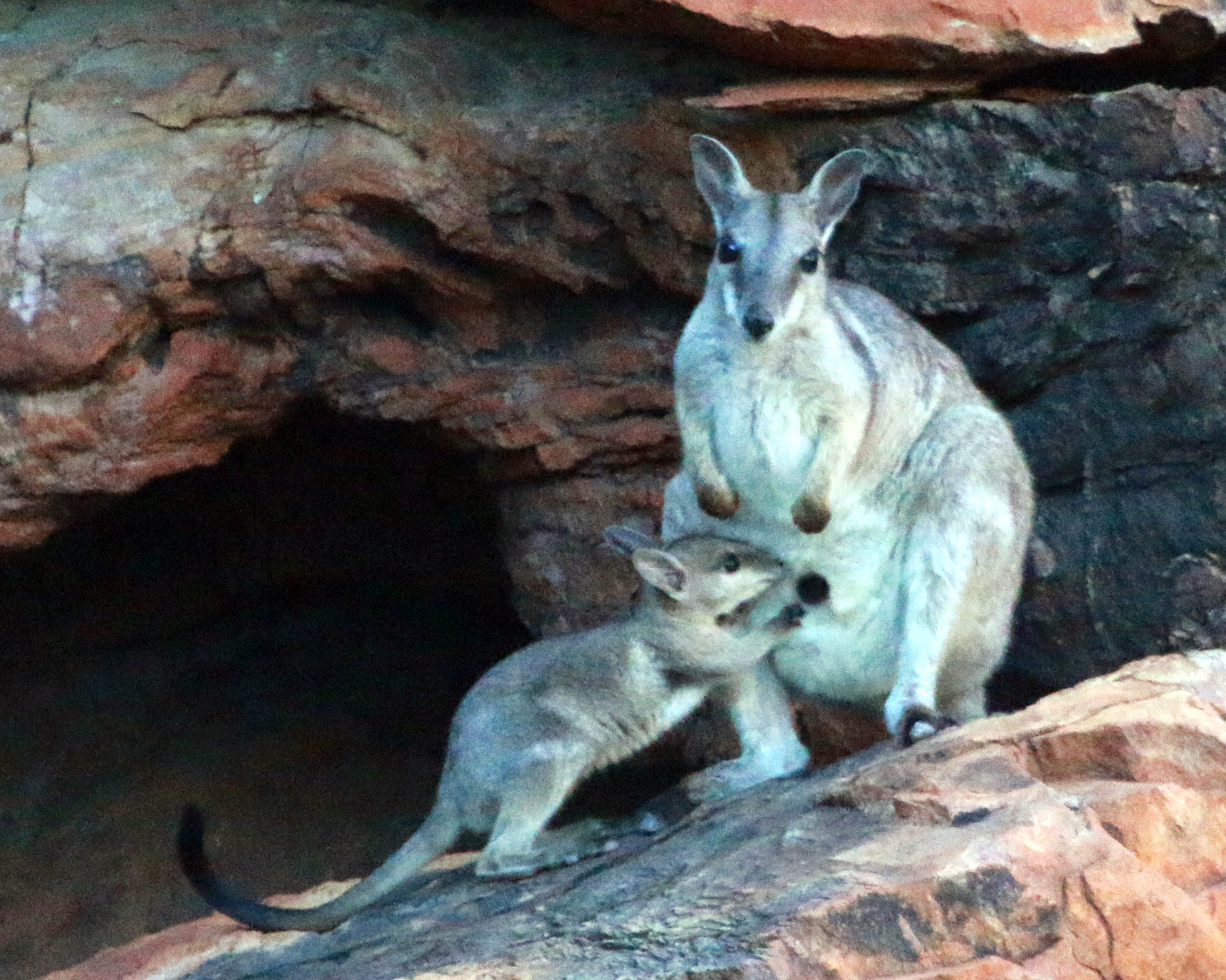 wallaby-rock-and-young-kimberley wallaby-rock-and-young-kimberley