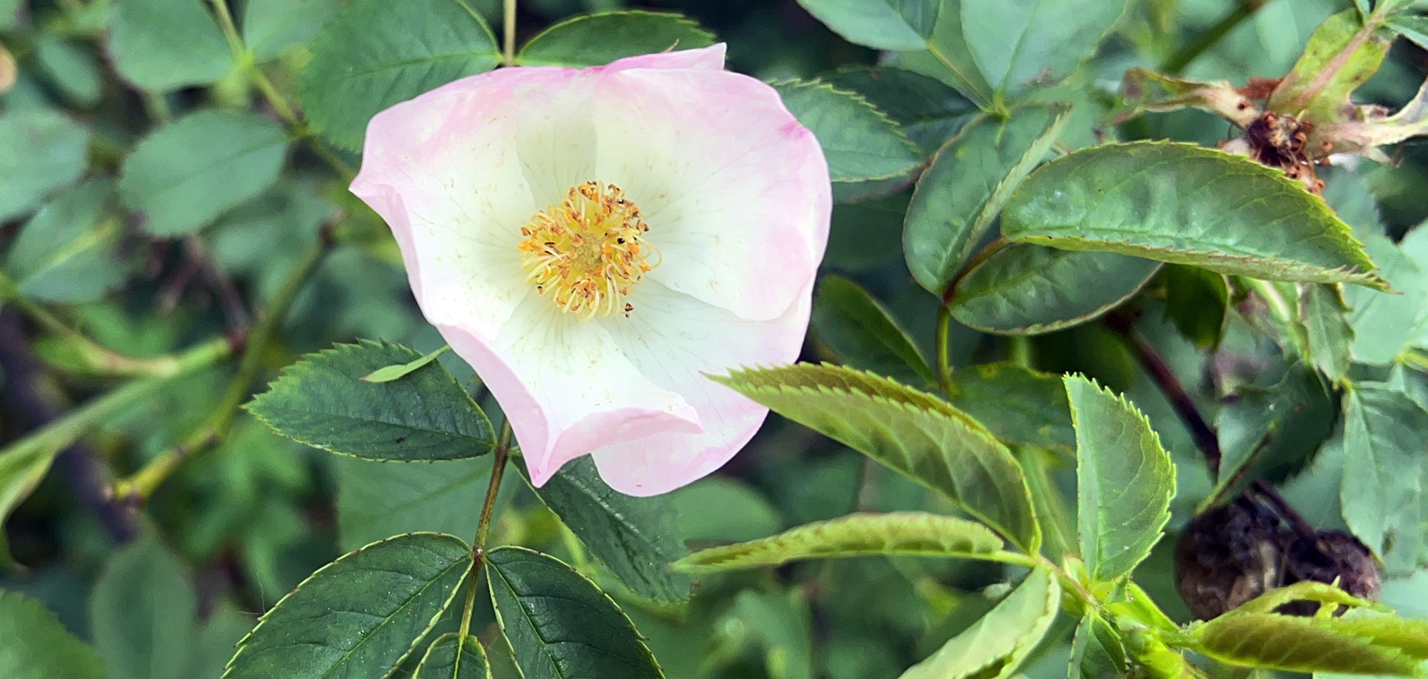 rosa-canina-dog-rose-2026-5-24-london-B61E4EB1-75D4-43A0-9687-71D966E7946A