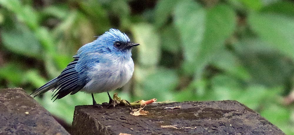 ruboni-flycatcher-blue