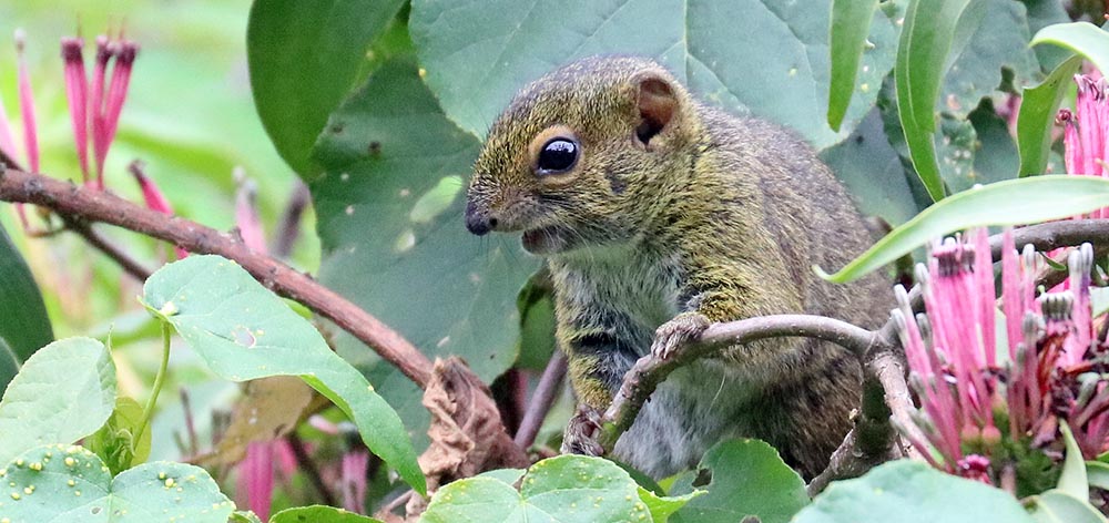ruboni-Caruthers-squirrel