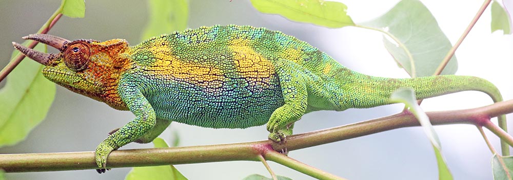 rwenzori-chameleon-3-horned