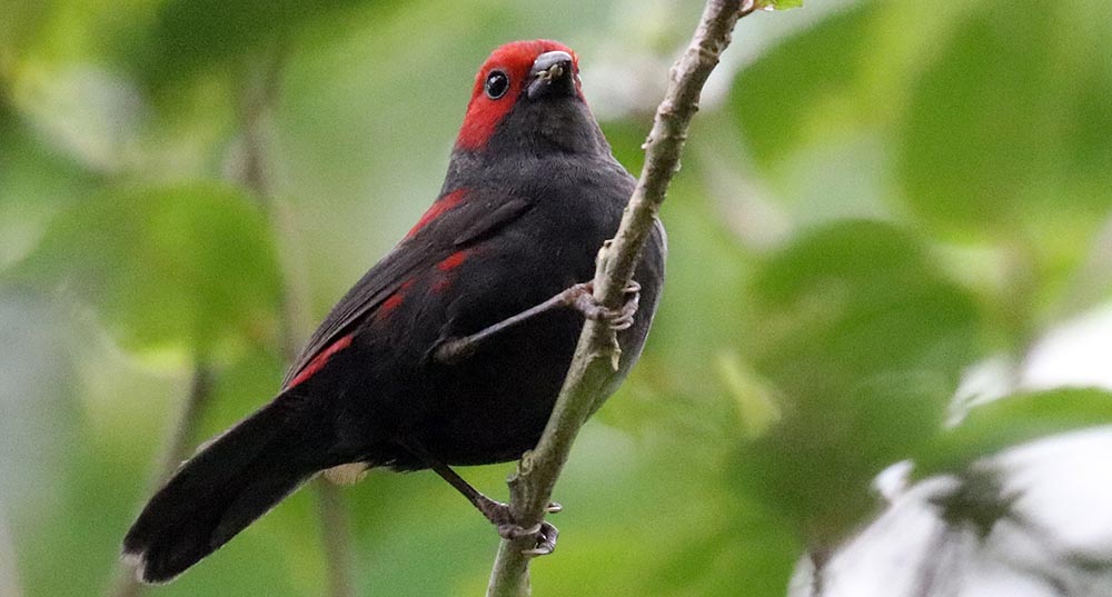 rwenzori-dusky-crimsonwing