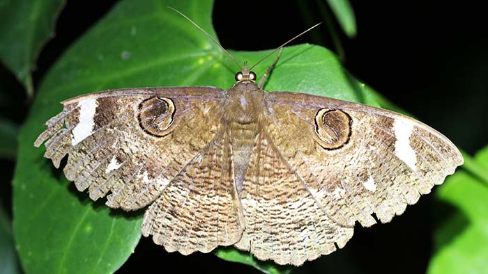 samarn-owl-eyes-moth