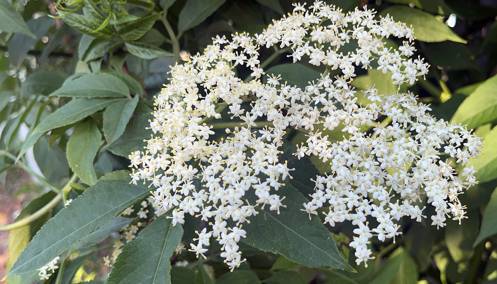 sambucus-nigra-european-black-elderberry-2026-5-24-london-12DF59FD-13CA-47E6-93F2-A86D80D23159