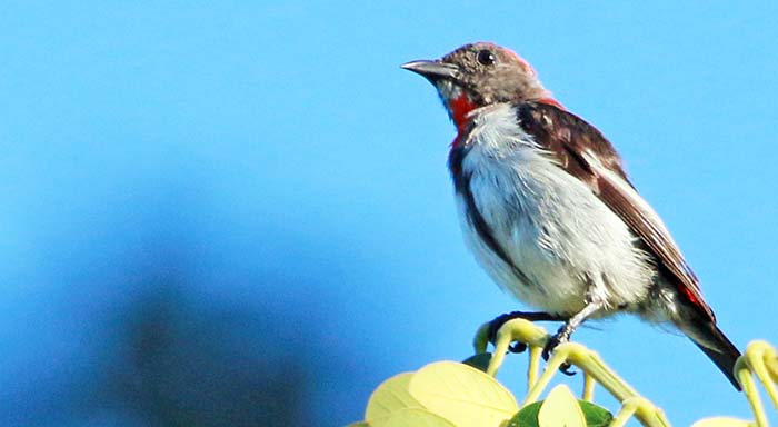 satonda-flowerpecker