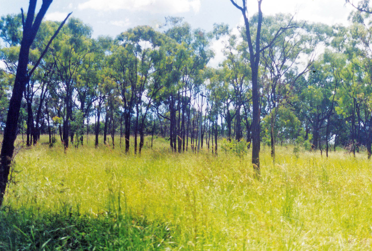savanna-compare-australia