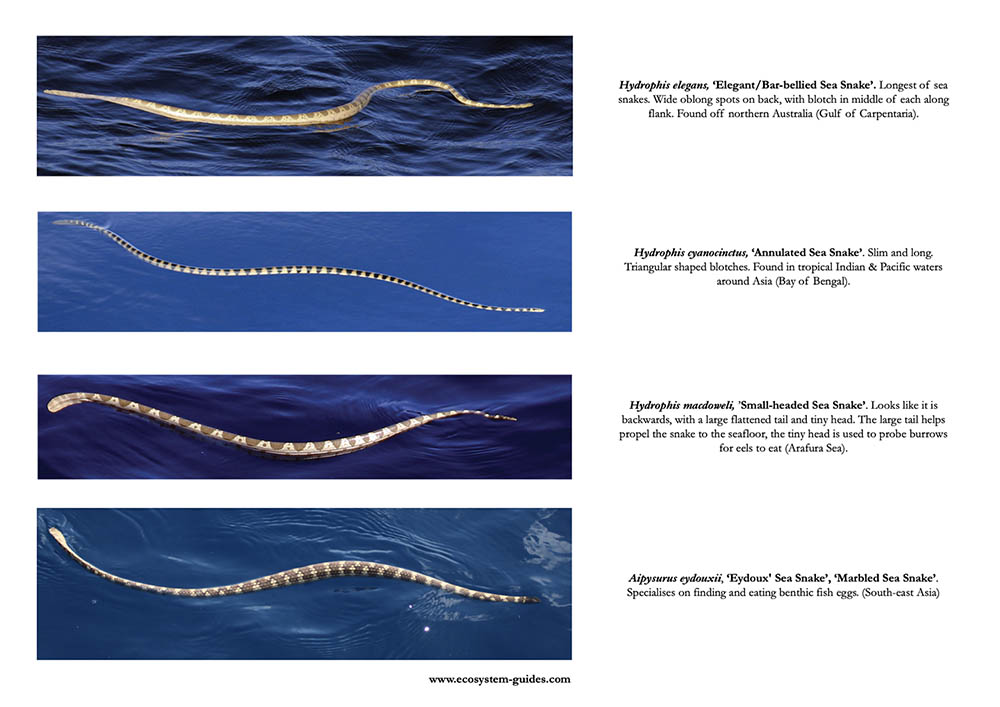 tropical-open-oceans-book-sea-snakes-5-reduced