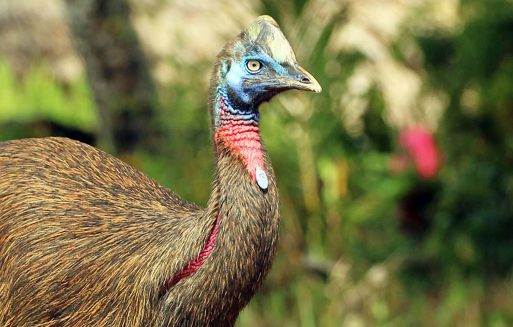 sepik-cassowary