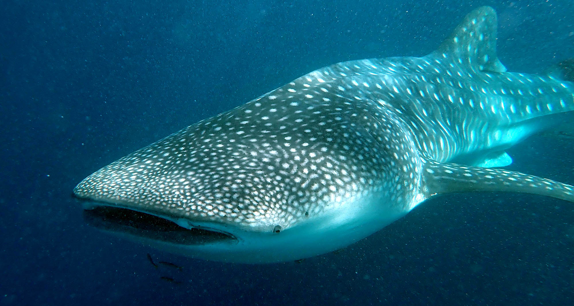 shark-whale-head-ningaloo