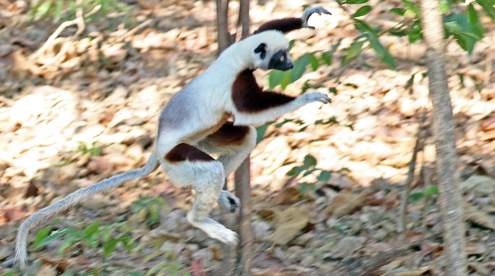 sifaka-dancing