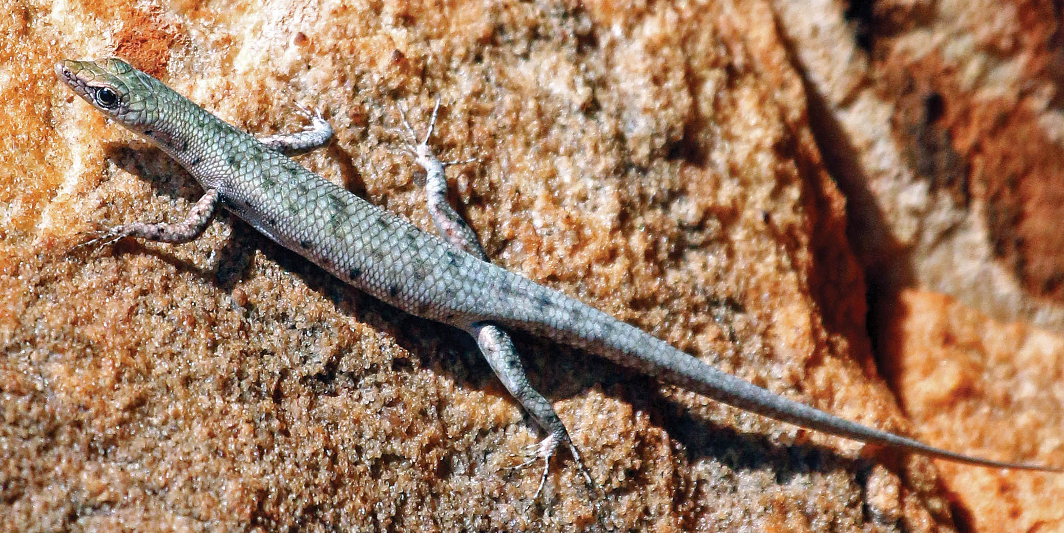 skink-cryptoblepharus-rock-wall-kimberley skink-cryptoblepharus-rock-wall-kimberley