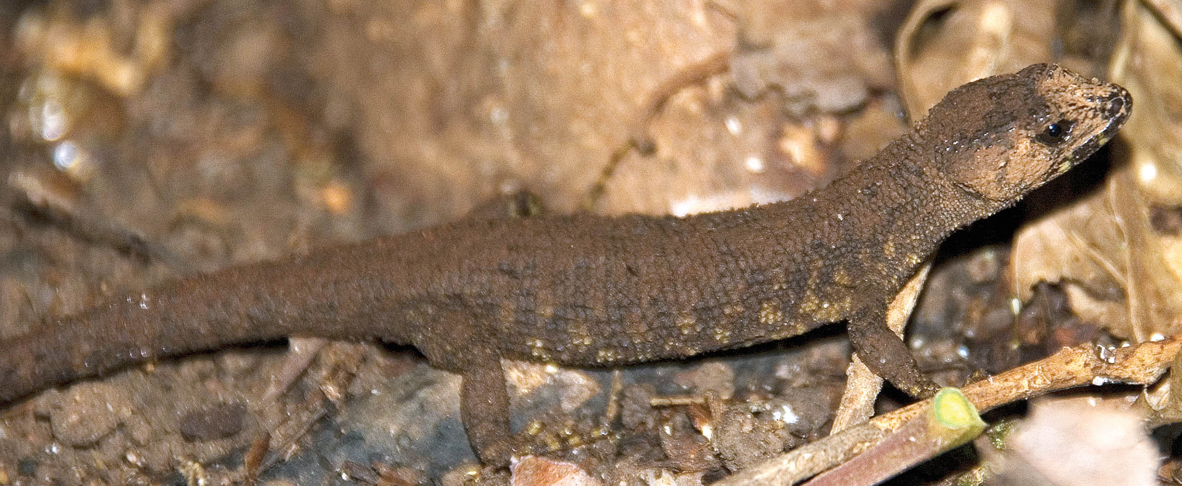 skink-prickly-rainforest