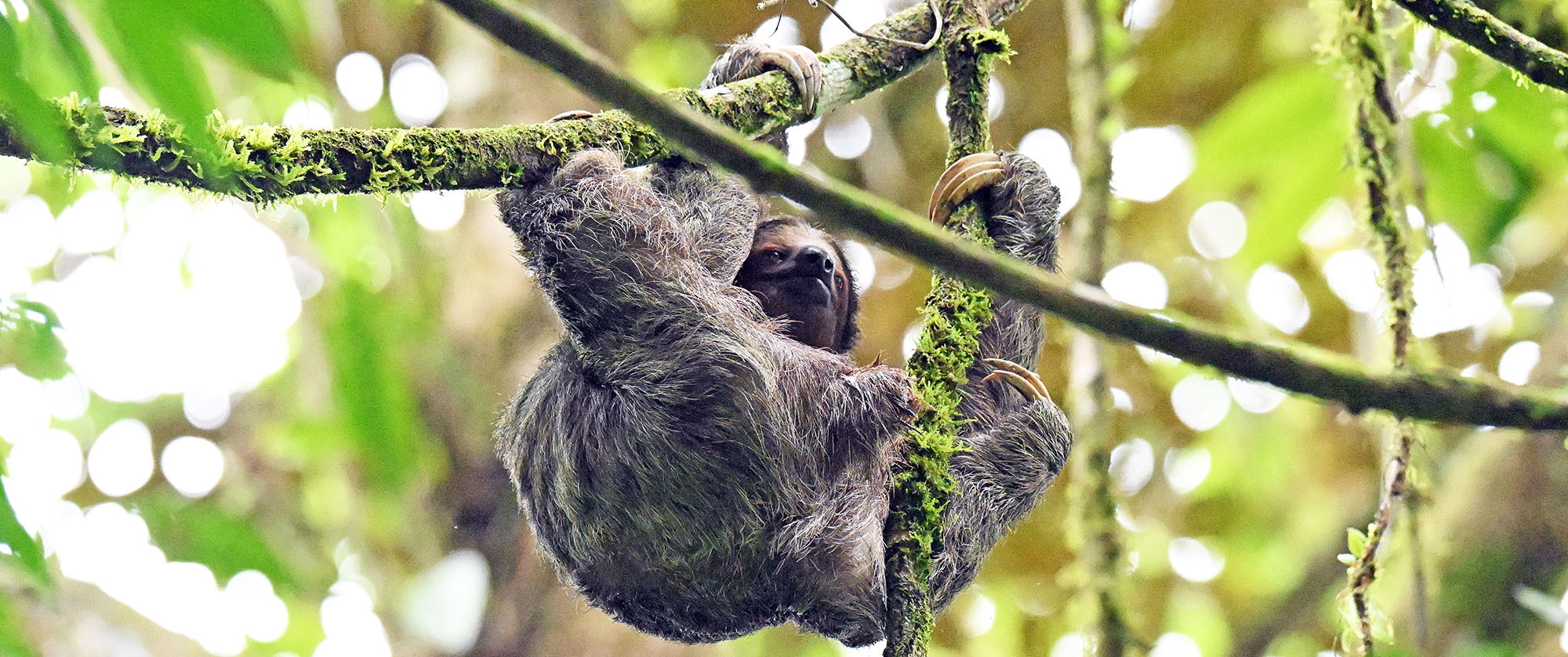 sloth-la-selva-costa-rica-