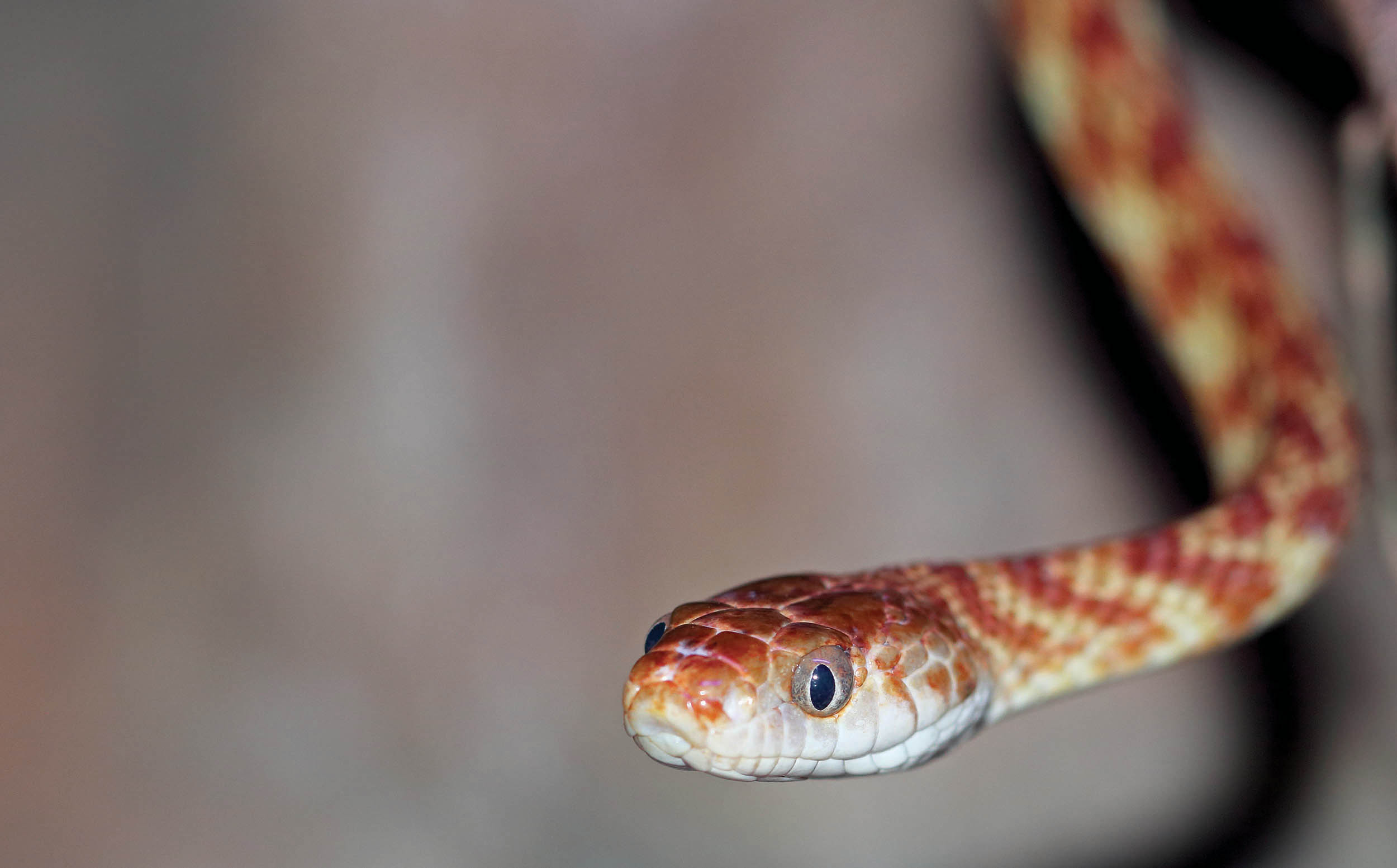 snake-brown-tree-faraway