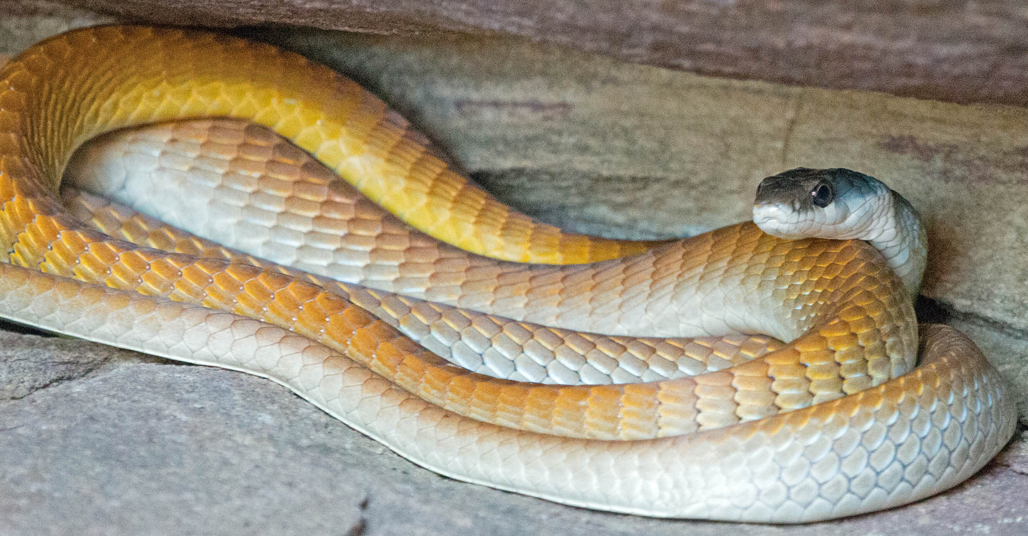 snake-common-tree-king-george