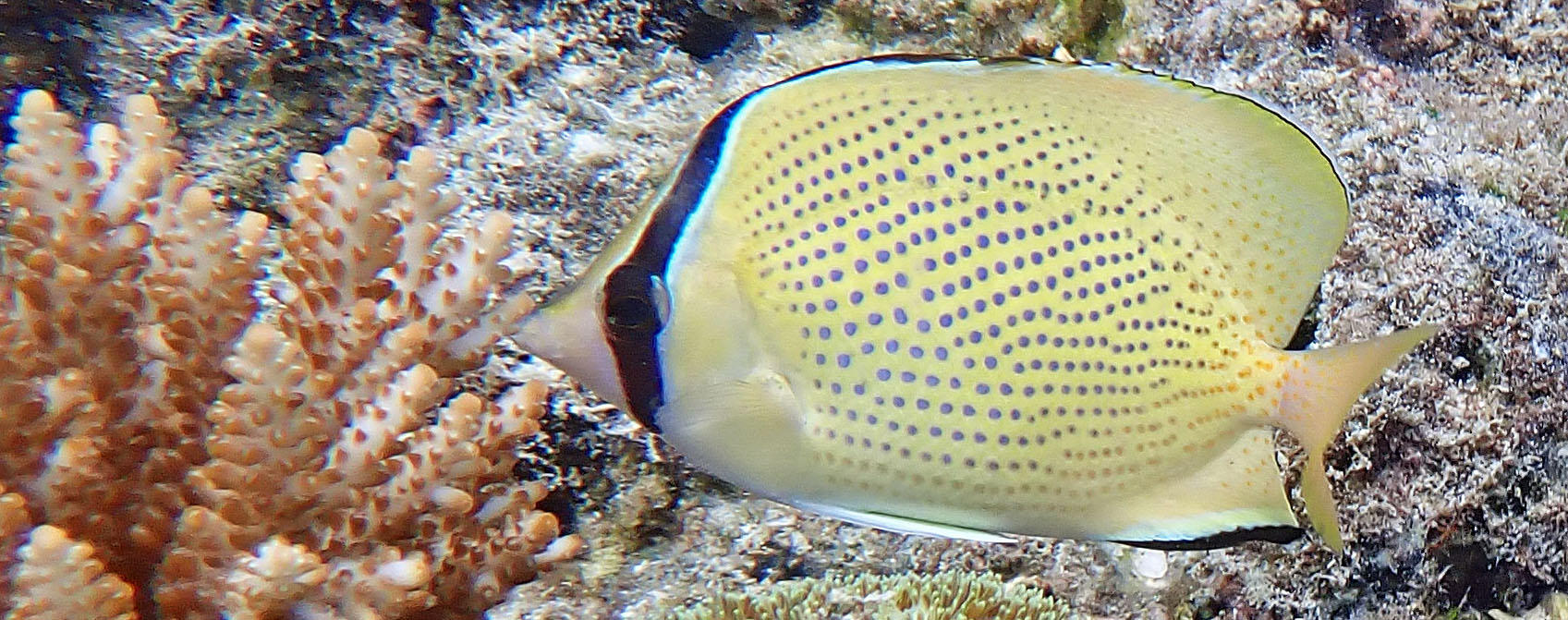 speckled-butterflyfish-