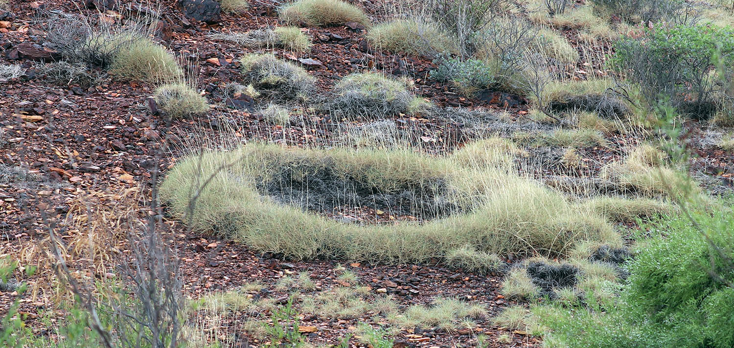 spinifex-ring-millstream