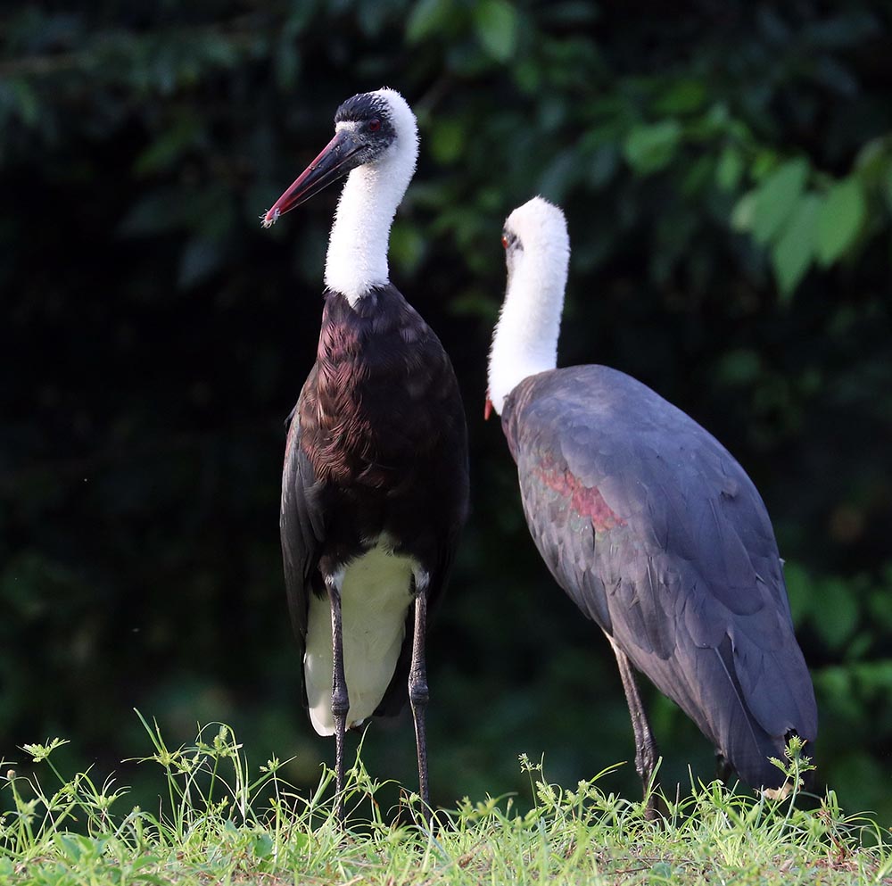 stork-wooly-neck