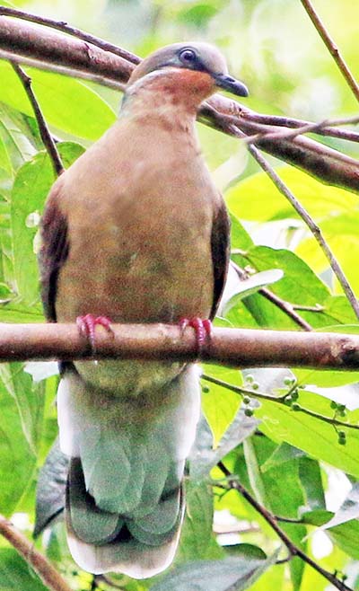 subic-white-eared