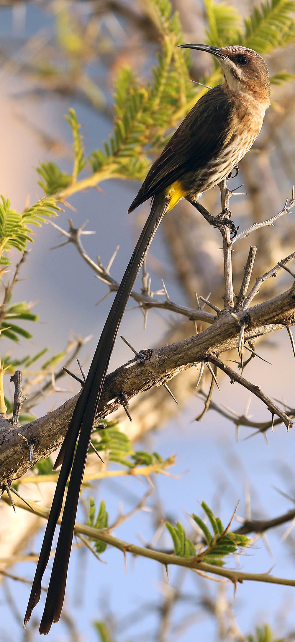 sugar-bird-avian-leisure-long-tail