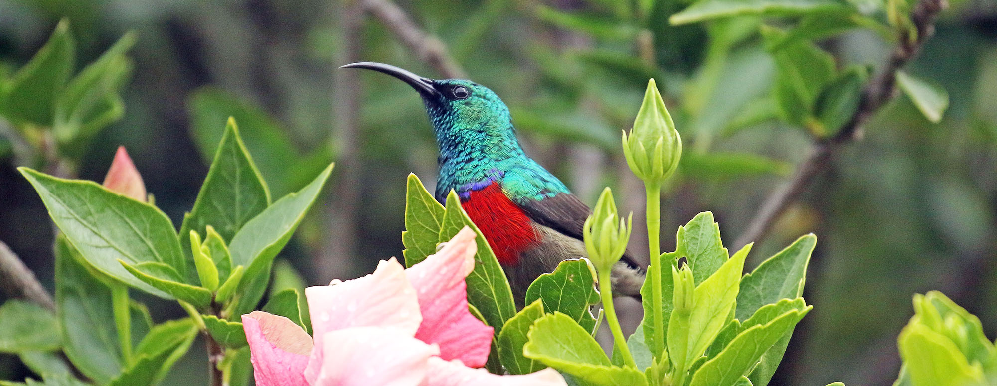 sunbird-double-collared-garden-route
