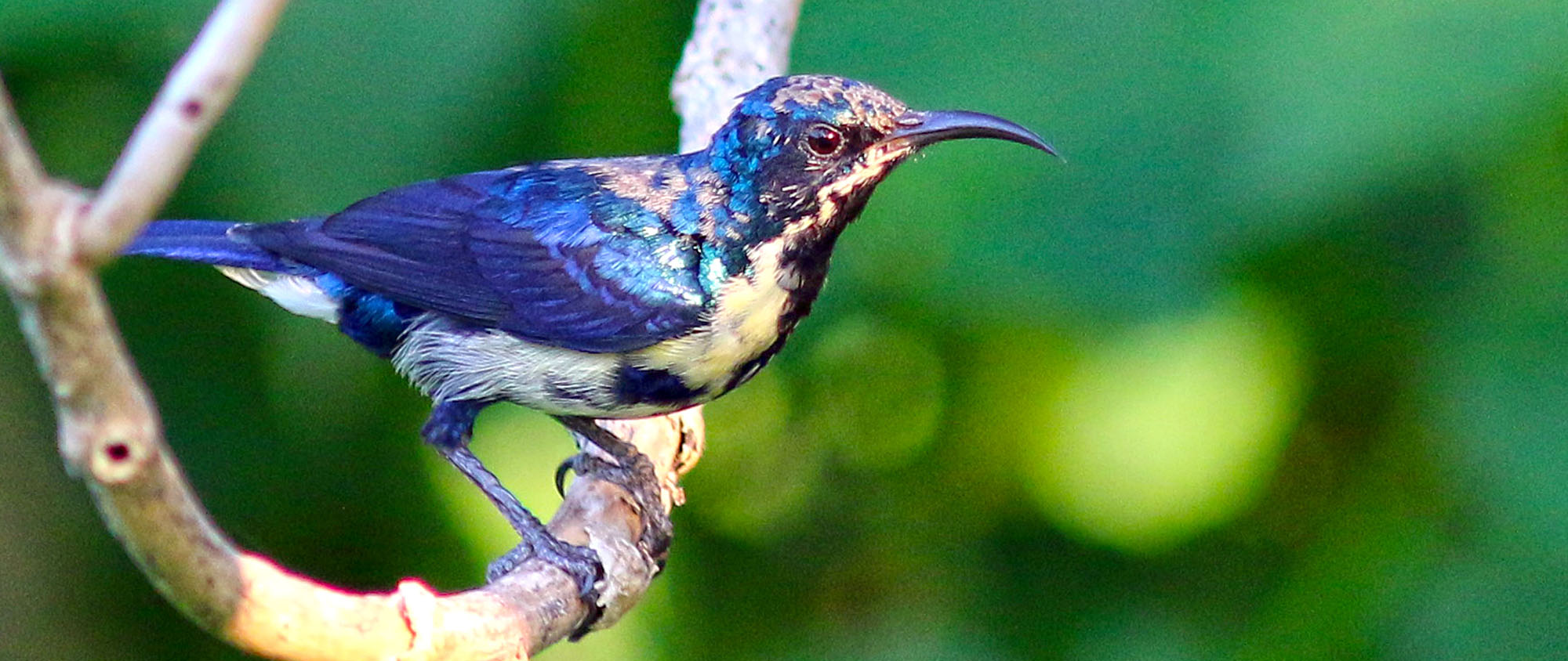 sunbird-purple-sri-lanka