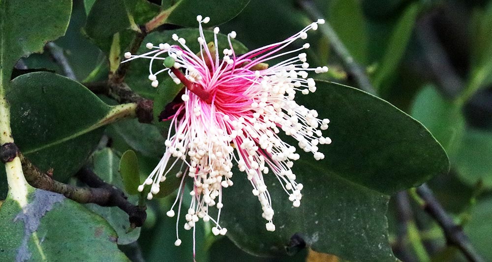 sundarbans-flower