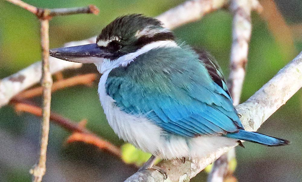 sundarbans-collarred-kingfisher