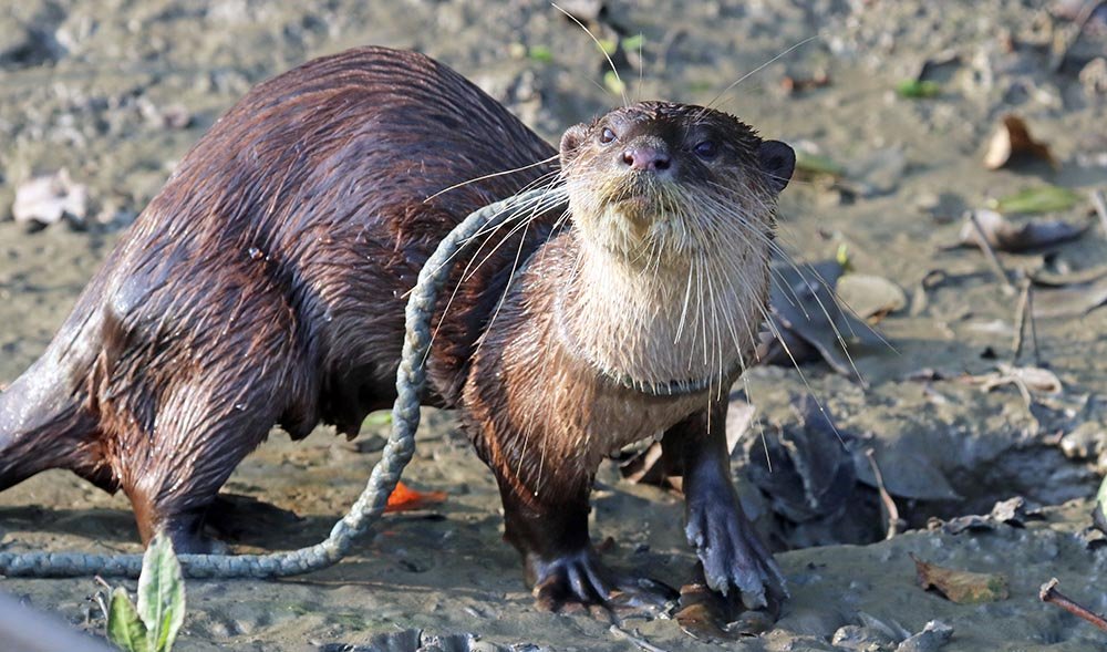 'Smooth-coated Otter' (image by Damon Ramsey)
