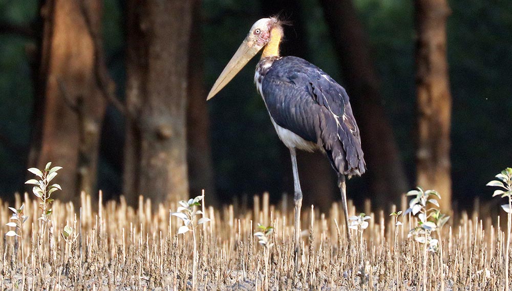 sundarbans-stork