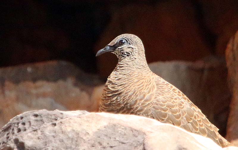 White-quilled Rock Pigeon (image by Damon Ramsey)