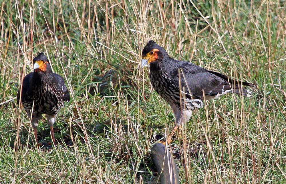 tambo-condor-caracara